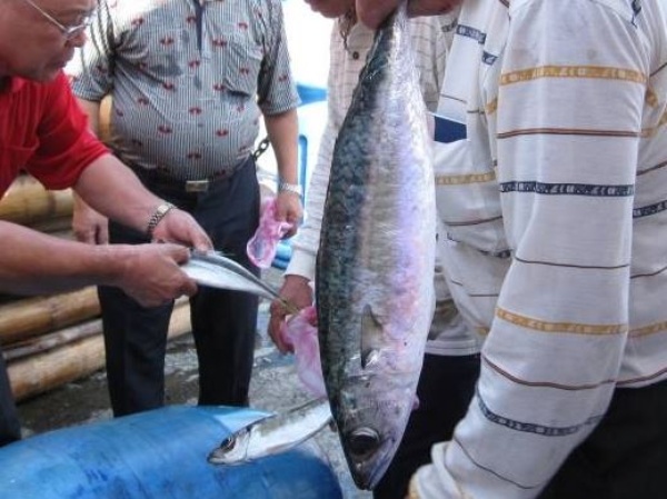 捕獲的鯖魚(討海文化保育協會提供)