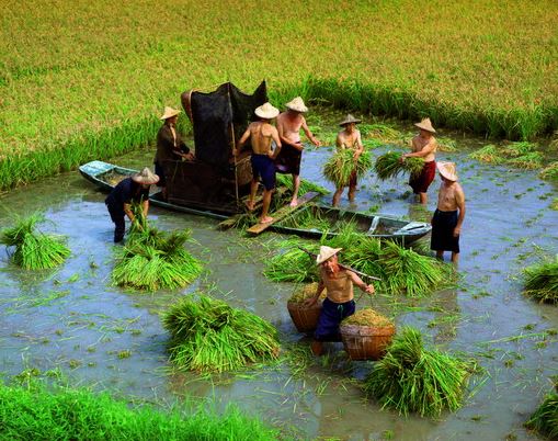 因地勢低窪，農民發揮智慧，利用鴨母船割稻