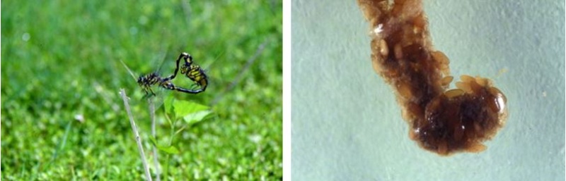 左：細鉤春蜓交尾 / 右：細鉤春蜓的卵