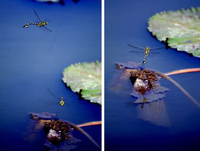 左：細鉤春蜓產卵中，雄蟲在旁邊守護 / 右：細鉤春蜓雌蟲將卵產在水面的植物上