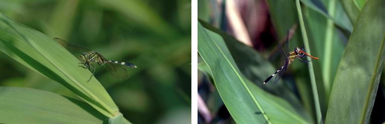 左：杜松蜻蜓 / 右：杜松蜻蜓捕食紅腹細蟌