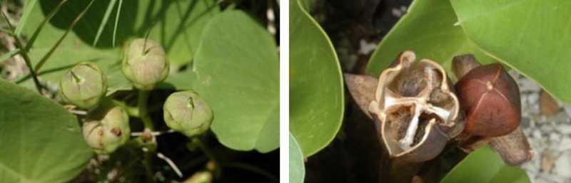 左：馬鞍藤的蒴果呈球形、2室，光滑無毛，直徑約9~16 mm長，呈黃綠色 / 右：成熟時則轉為棕褐色，種子4枚，黑褐色密被細毛