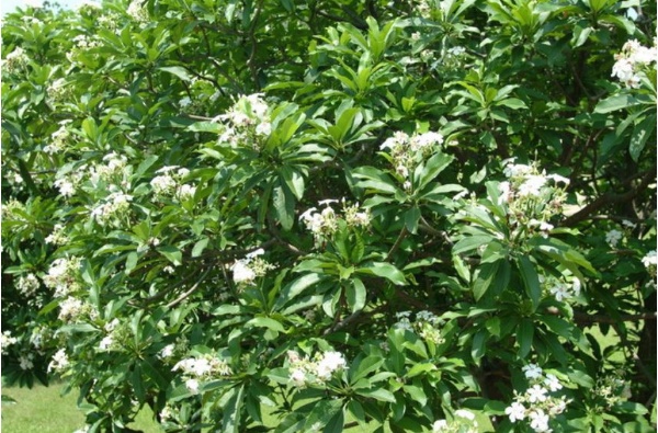 海芒果花期長，從春天到寒冬來臨前都可在枝條的頂端見到白花