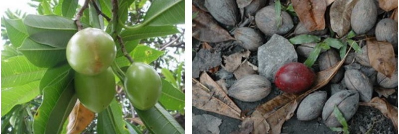 左：海芒果長得像土芒果的果實含有劇毒 / 右：成熟時為紫紅色