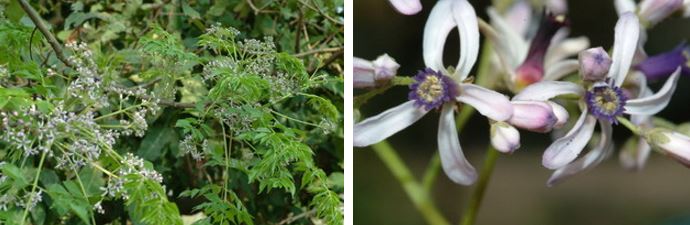 左：苦楝在3、4月間會開出紫色的花 / 右：苦楝花的構造為萼鐘形5裂，5花瓣