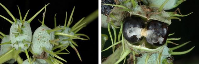 左：血桐蒴果為倒心狀球形，外表具腺體及刺狀突起 / 右：血桐種子光滑黑色