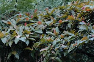 水同木的新葉為橙紅或淡黃色