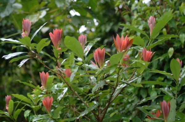 大葉楠的新芽具有多枚淡紅色苞片，有如一根根小蠟燭般插在濃綠色的枝葉間