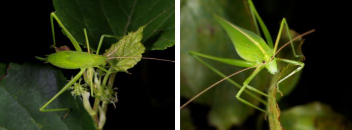 左：褐背露蟴若蟲 / 右：褐背露蟴成蟲，身體綠色，背部有一條褐色的斑紋是最大的特徵