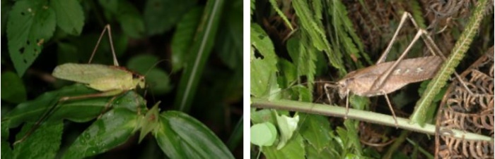 左：早春的綠色型 / 右：夏秋的褐色型