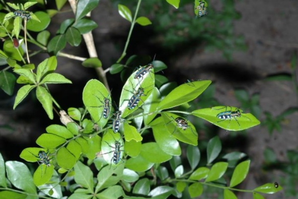 在無尾港則常見到大量的虎甲蟲停在一起，足可見牠們數量之多
