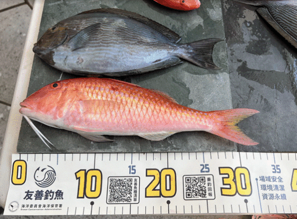 海保署推行的友善釣魚活動提供之尺標圖上的魚依序為倒吊、秋姑(攝影：郭毓璞)