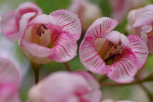 鐘萼木花朵近照，萼鐘形的五瓣粉色花朵是鐘萼木的特色。