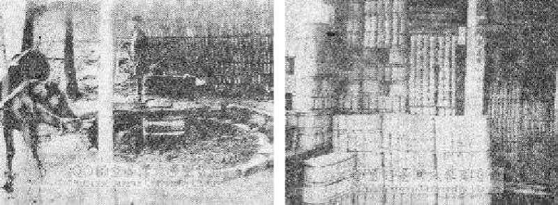 左：1920 年，竹紙の製造，照片為將竹子置於石車中壓碎的情形。資料來源：臺灣大學圖書館。 / 右：1920 年，竹紙の製造，照片為製作完成後之竹紙。資料來源：臺灣大學圖書館。