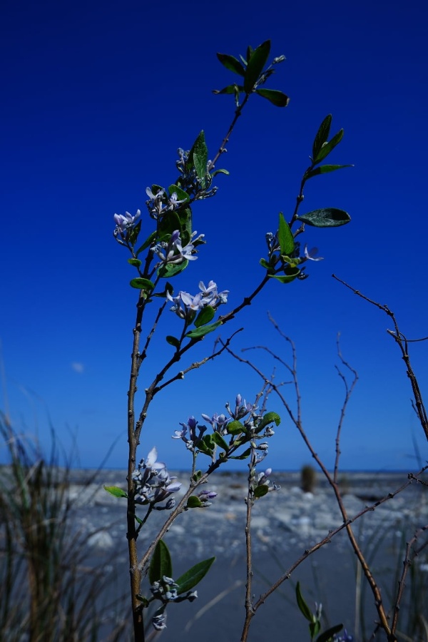 和平溪(大濁水溪)出海口遍佈圓渾的卵石的原野是芫花重要生育地。