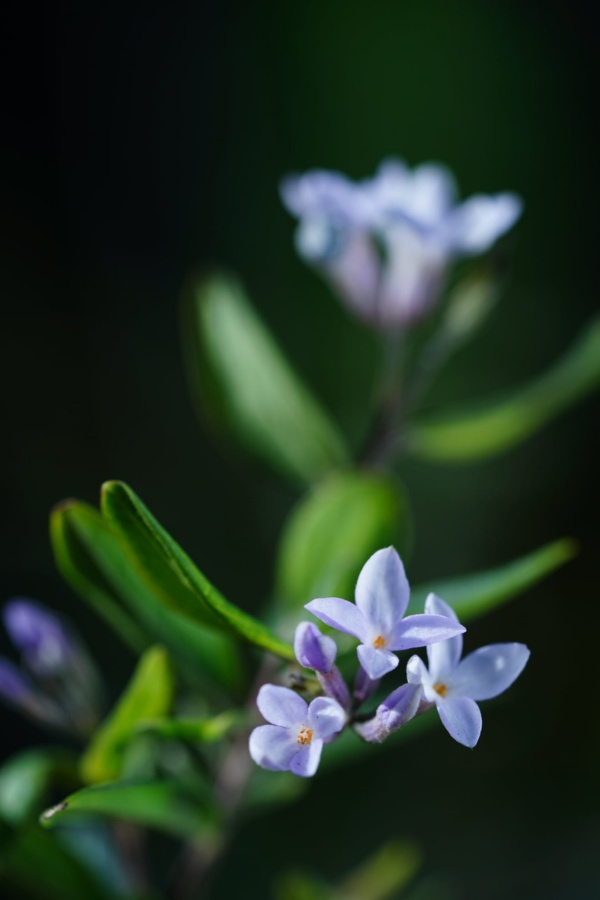 芫花的花色為粉白到淡紫色、總狀花序，花冠4裂，3-7朵頂生枝條頂端葉腋處，具有高度觀賞價值。