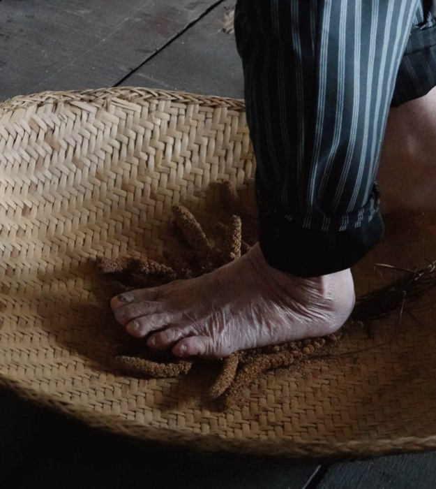 婦女們把一串串小米放在圓篩裡，赤腳扭擠小米穗，讓小米一粒粒集中落在原篩上。