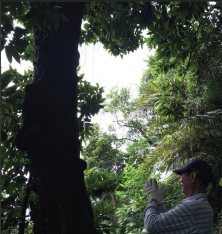 龜山島上的毛柿公樹是居民的精神寄託。