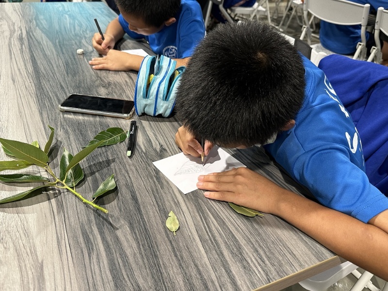 同學將採集到的植物標本帶回到教室觀察，再仔細在展示用卡紙上描繪。