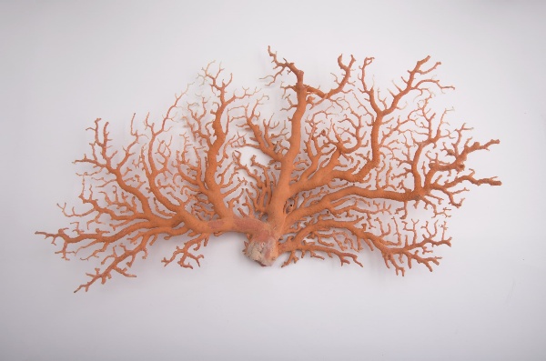 桃色珊瑚。(來源：珊瑚法界博物館 提供)