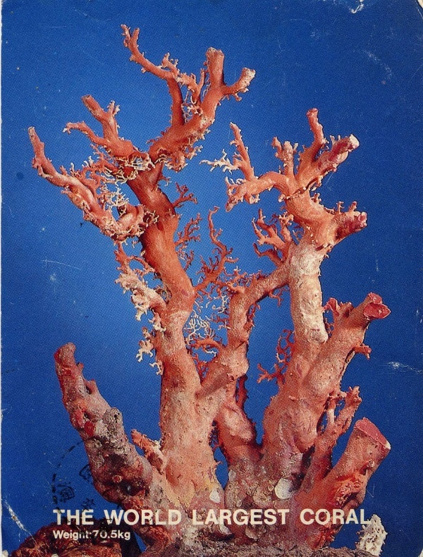 世界最大的珊瑚樹。(來源:【寶石珊瑚】2019，蘭陽博物館出版)