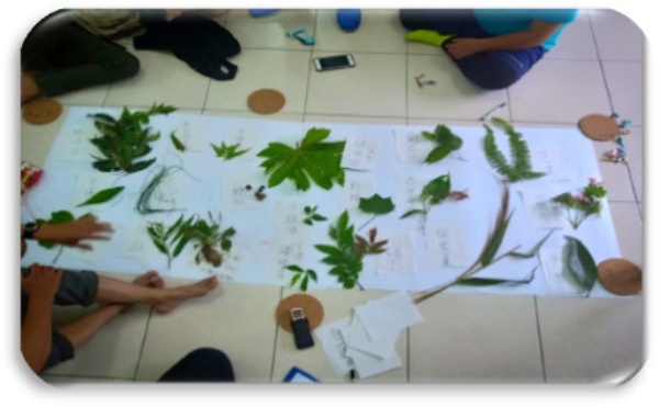 南澳古道導覽解說員培訓植物辨識課程。