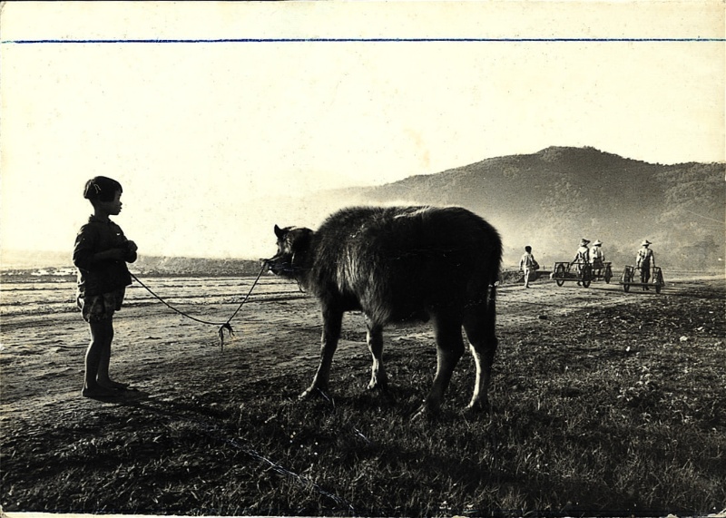 一位小女生牽著一頭水牛。