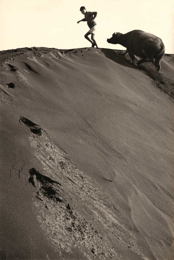 一位小男生在沙丘頂上奔跑，背後緊跟著一頭牛從沙丘底下往上奔跑。