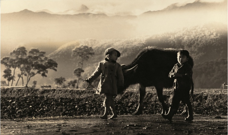 穿著時髦外套的一男一女兩個小朋友，牽著小水牛散步的畫面。