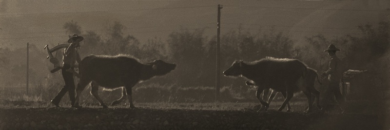 兩位戴斗笠的農夫帶著三頭水牛相互交會的畫面。