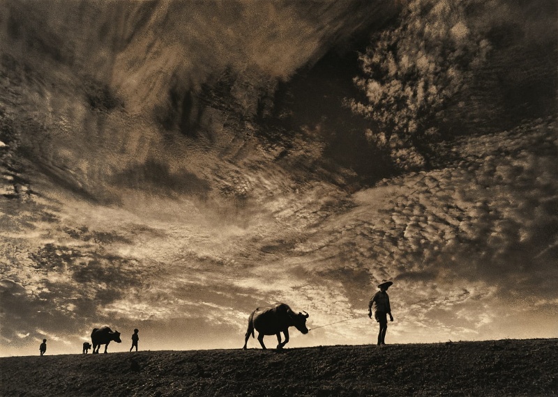 清晨時刻，三頭水牛，一位老農和兩個小朋友步行在河堤上前行。
