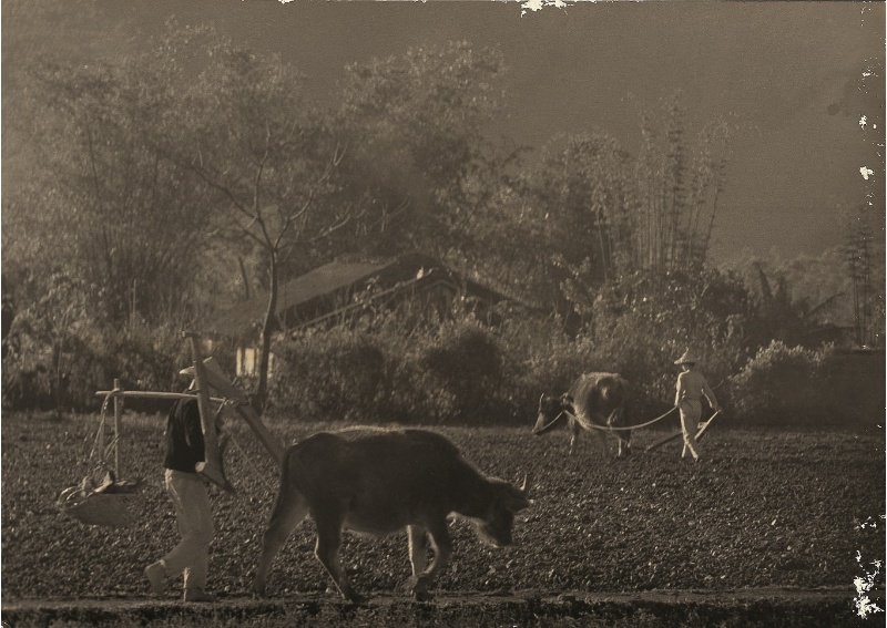 兩位農夫與兩隻水牛。