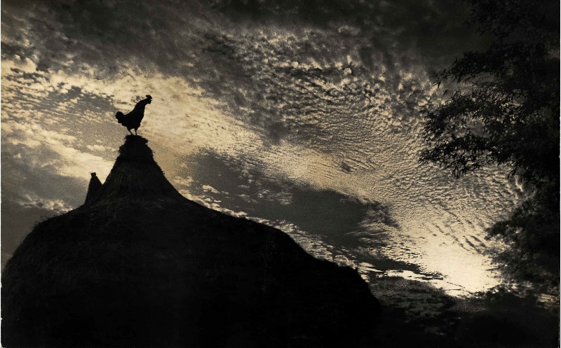 圖2：清晨天亮微光時刻，站在高聳草垺頂端的公雞剪影，公雞往前伸展脖子張嘴面向太陽的方向。