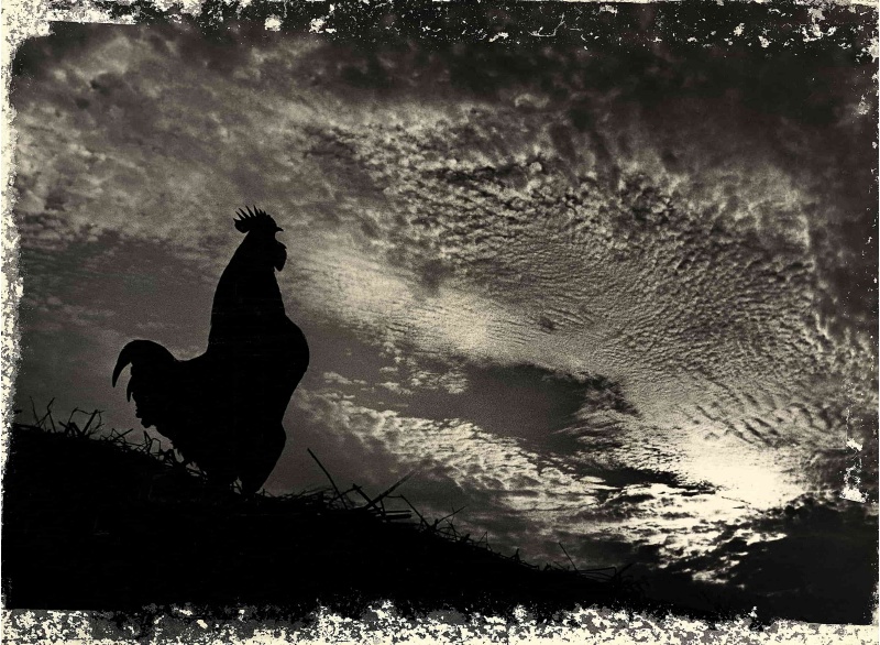 圖3：清晨天亮微光時刻，站在草垺上的公雞剪影。