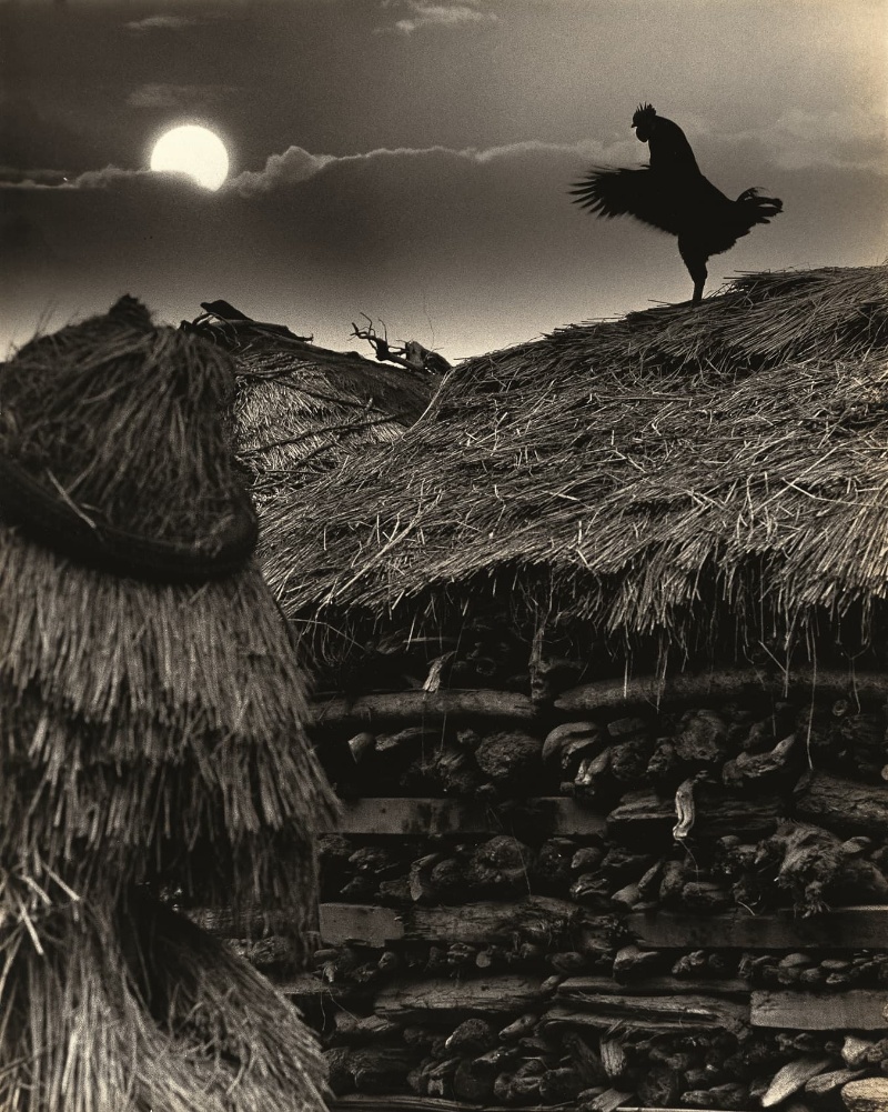 圖4：公雞站在草垺高處，振翅面向前方的月亮，太陽日出微光從右側照亮。