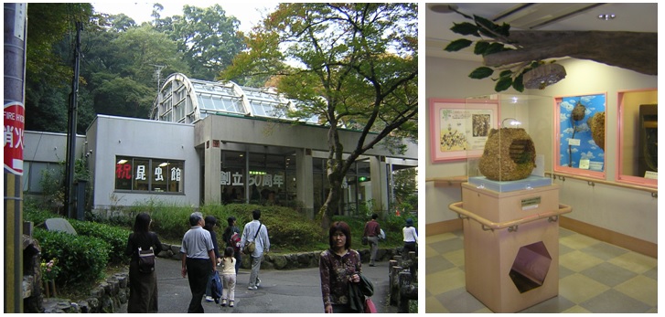 左圖為位於大自然中的大阪府營箕面公園昆蟲館/右圖為看完展示所有的小孩都會認得虎頭蜂，我們的小孩認識得嗎？