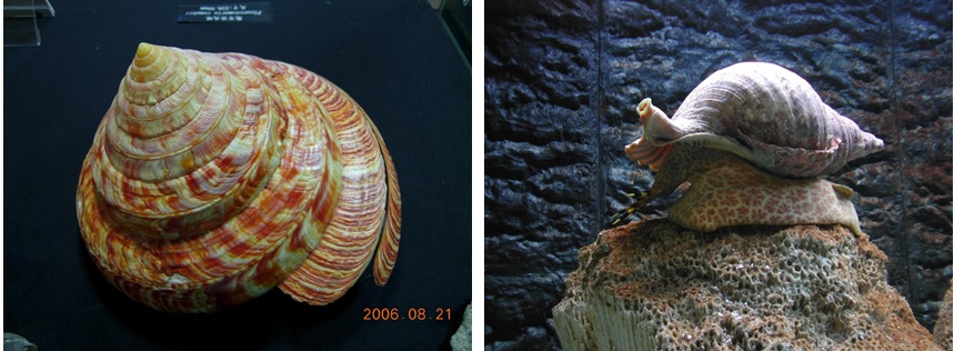 左圖圖一：龍宮貝 / 右圖圖二：大法螺