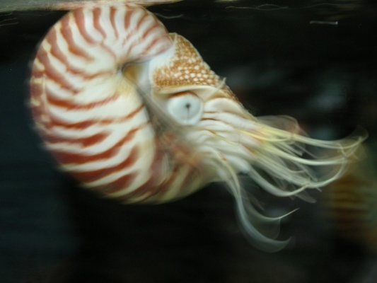 圖三：鸚鵡螺。