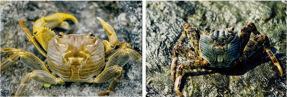 左圖圖九：毛足陸方蟹 / 右圖圖十：白紋方蟹。