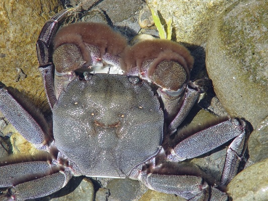 圖一：臺灣扁絨螯蟹。