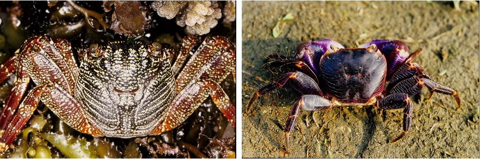 左圖圖十一：細紋方蟹 / 右圖圖十二：葛蕾陸方蟹。