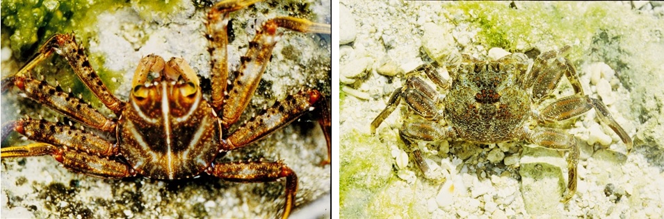 左圖圖十三：裸掌盾牌蟹 / 右圖圖十四：鱗形斜紋蟹。