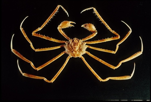 圖十八：多槳扁蛛蟹。