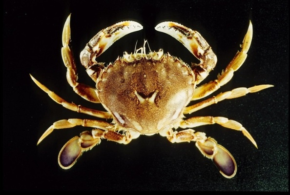 圖十九：細點圓趾蟹。