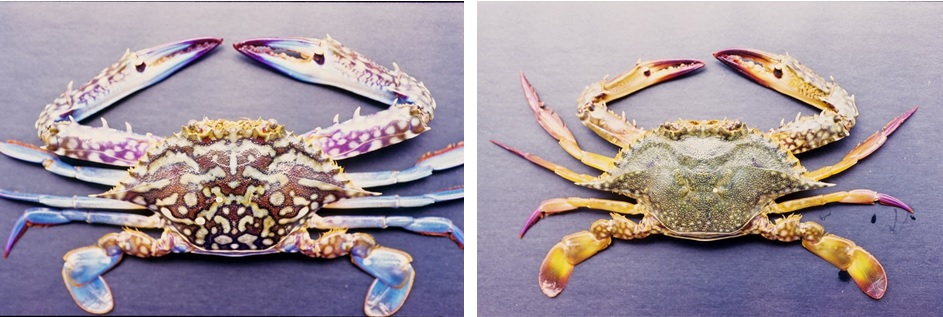 左圖圖二十：雄遠海梭子蟹 / 右圖圖二十一：雌遠海梭子蟹。