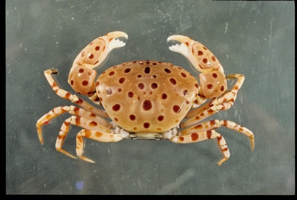 圖二十二：紅斑斗蟹。