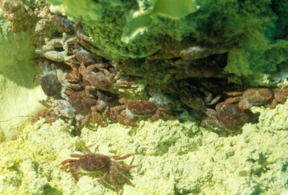 圖三：怪方蟹在龜山島東面淺海熱泉的覓食行為。高密度的怪方蟹群聚在熱泉噴口基底的硫磺塊裂隙中。