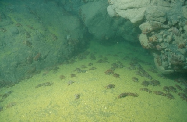 圖四：怪方蟹在龜山島東面淺海熱泉的覓食行為。在平潮時，怪方蟹集體湧出，撿食被噴口滾滾噴發的毒氣及硫磺顆粒所殺死的浮游動物的海洋 「飄雪 」。