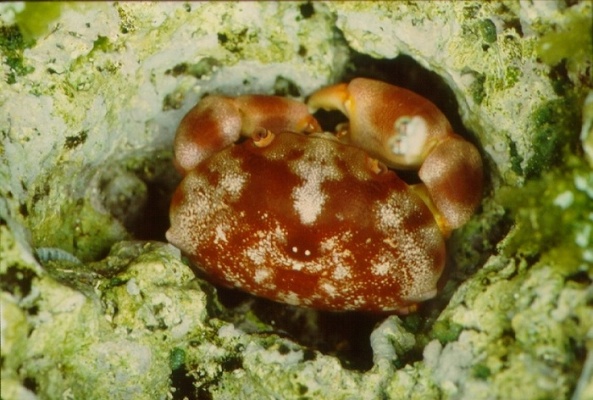 圖六：隆背瓢蟹