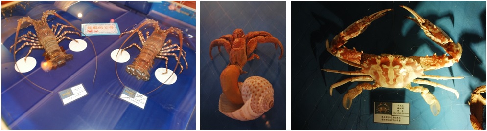 左圖圖四a：腹部呈長圓筒形的龍蝦，屬長尾類 / 中圖圖四b：腹部柔軟且歪向身體一側的寄居蟹，屬異尾類 / 右圖圖四c：腹部反摺貼於頭胸部下方的螃蟹，屬短尾類。